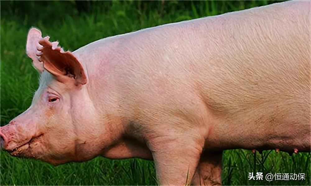  中監(jiān)所召開(kāi)非洲豬瘟疫苗研發(fā)座談會(huì)